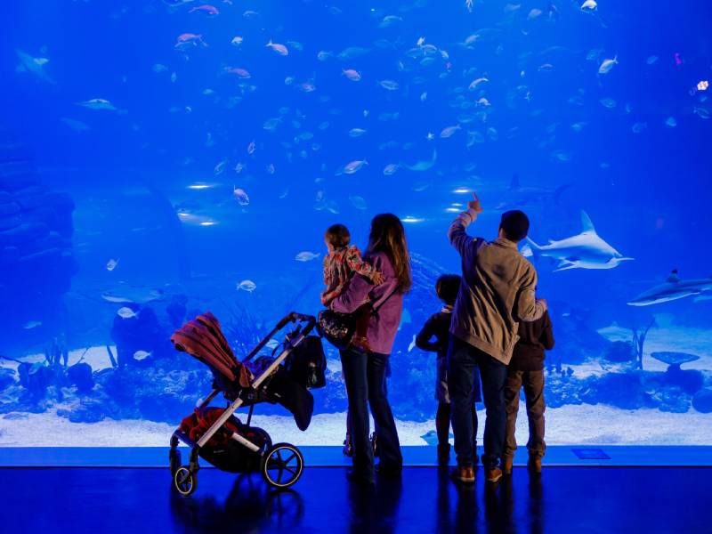 Qué hacer en Xanadú Atlantis Aquarium Madrid